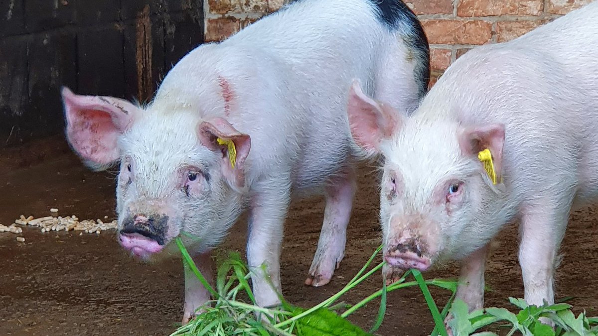 murtonpark's tweet photo. Oink oink 🐽

These two girls were born on 14th February but they're feeling a bit sad because they haven't been given names yet 😌 Can you help?

Just for fun, head to https://t.co/u3Wu8jbzTQ to make your name suggestions 🐷

#nametheanimal #pigs #pigsofinstagram https://t.co/HPkK34s2be