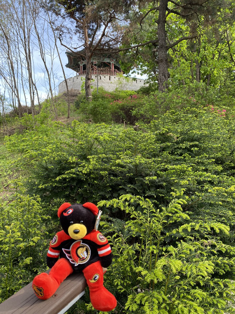 Alfie-Bear 🐻 Rosie tweet media