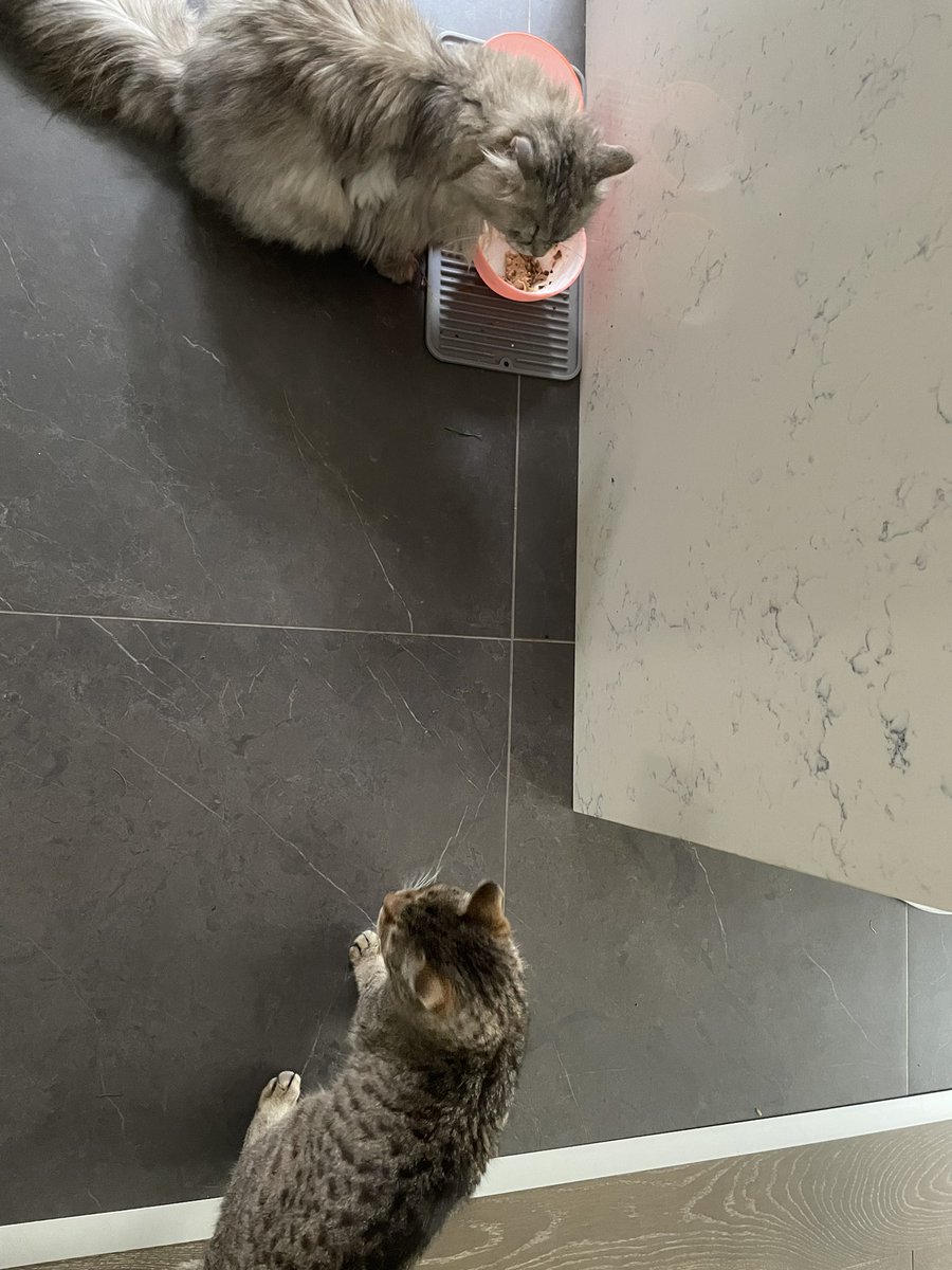 kubothecat's tweet photo. they say sharring iz careing https://t.co/VCIsxqXHCF