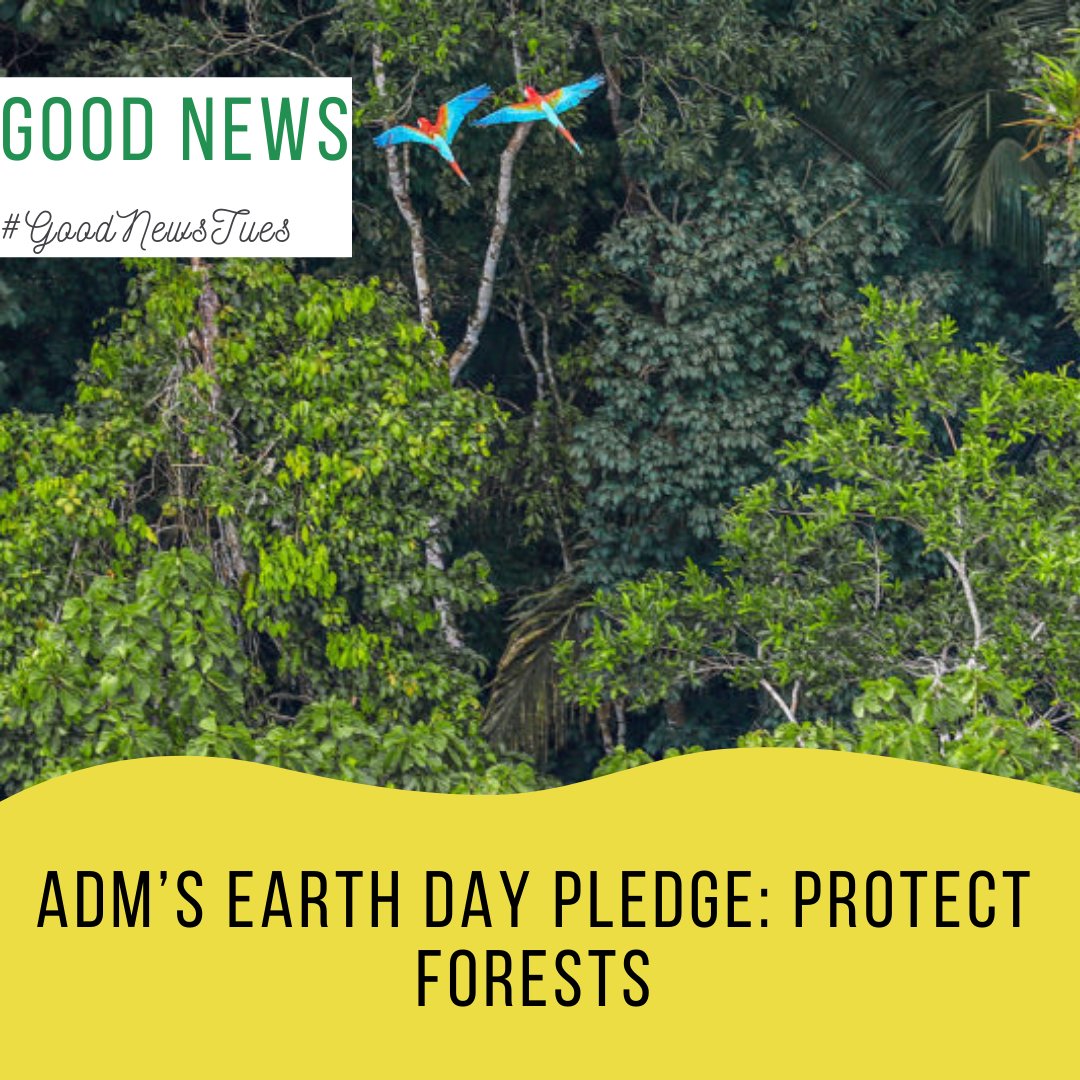 WholeFoodsMag's tweet photo. ADM is committing to achieve 100% deforestation-free supply chains by 2025. Learn more about it on our website https://t.co/tFnjC397yv #supportearth #earthday #GoodNewsTues https://t.co/ARrLq2Znyd