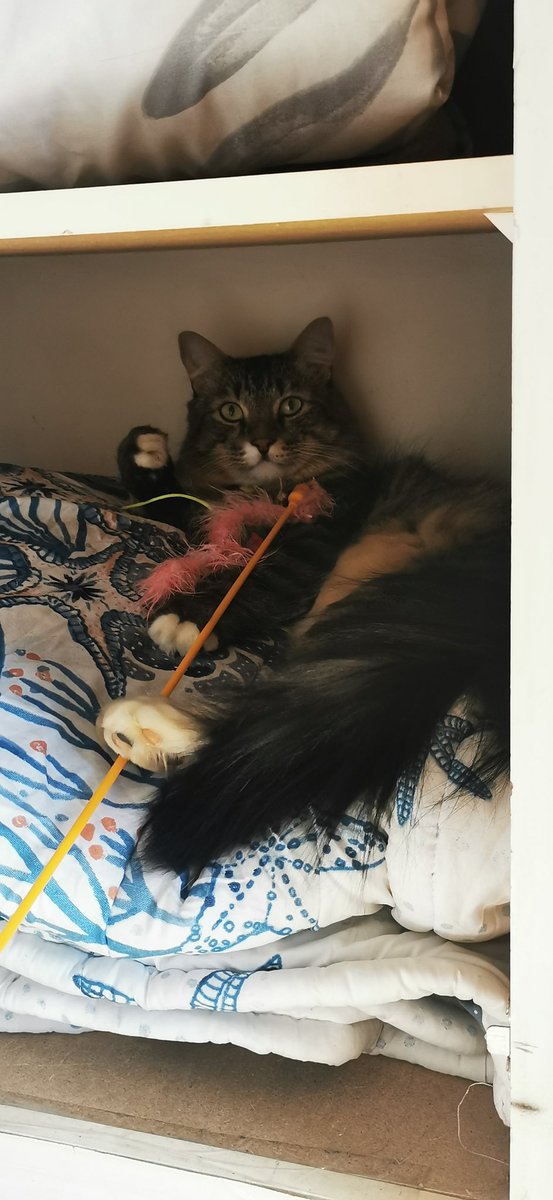 I know I don’t post here much, so here’s a picture of my cat 🐱