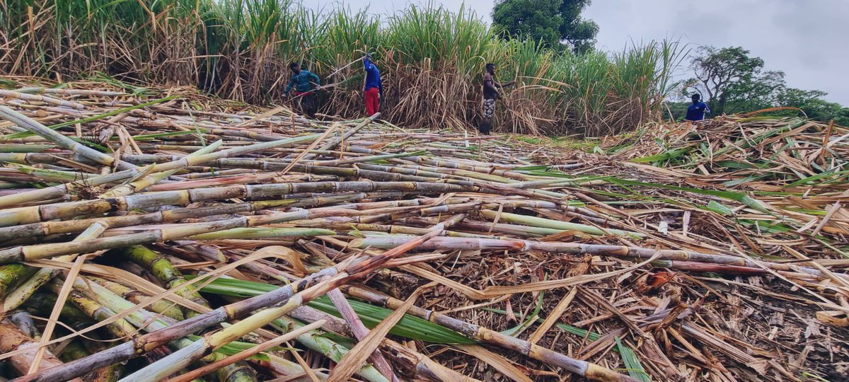 Renegade_Rum's tweet photo. Weeks of #harvest at Dunfermline farm finally comes to an end today.

Weather has been mostly dry and windy, with the occasional shower. The farm’s harvest has been a success with great quality cane, with high brix.

Field: Cocoa End
Variety: Purple Tall Boy

#RenegadeRum #rum https://t.co/IX5LZviuez