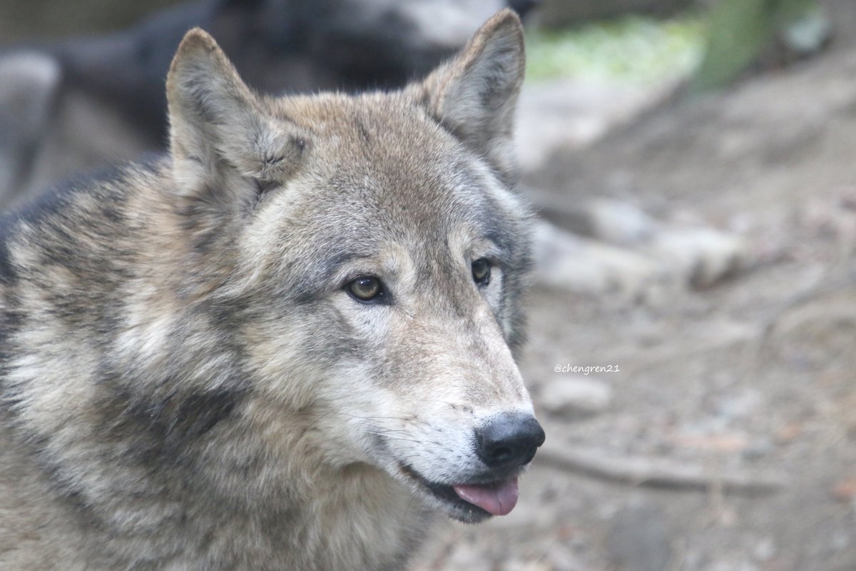 no.120 白翡翠の月と遠吠えのオオカミ ロレックス ロレックス ディープシー ウォッチ：18 ct イエロー