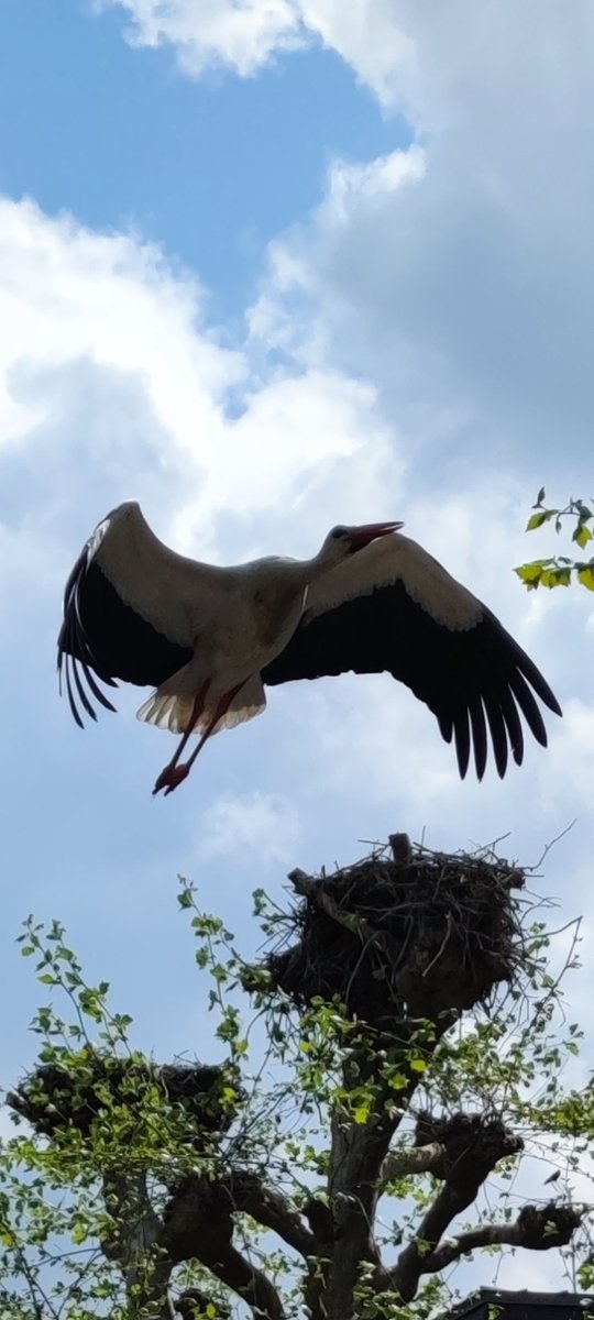 Und überall Störche 😀