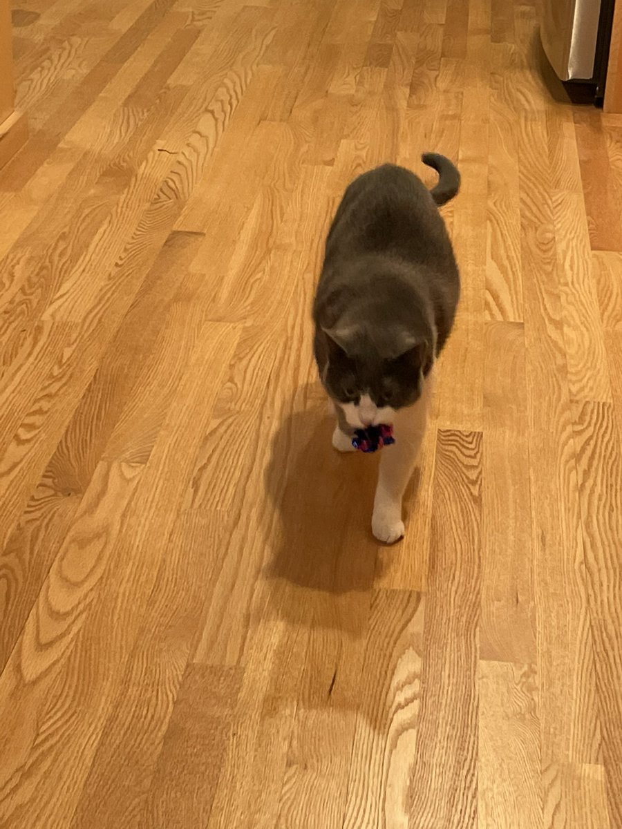 yesthatmia's tweet photo. happy #bootwtselfieday from Allie and I! :)

➡️rts are very pawsitive ;) (let’s see how many cat puns I can come up with) https://t.co/zNdVlvIapZ