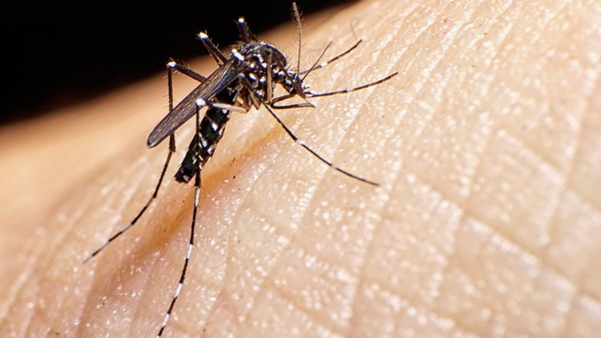 AdmNara's tweet photo. Dengue se alastra. 
 O mosquito responsável pela transmissão da doença é esse aí: o Aedes aegypti, que mede em torno de 7 a 8 milímetros e tem essa aparência de zebrinha.
Sintomas: Em geral trazem muita dor de cabeça, febre, fadiga. Dengue pode provocar hemorragias e morte. https://t.co/6218Z6TY8J