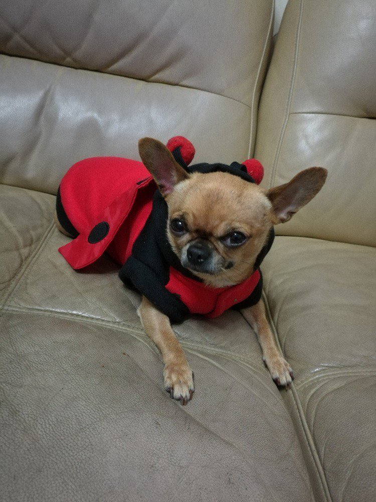 HaiwangY tweet media