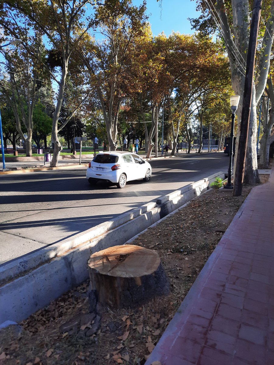 haleparedes's tweet photo. @TadeoGZ otro carolino sano y longevo del carril cervantes fue talado x su gestión! Por favor reemplace los árboles quitados. https://t.co/vhvMvaL1Il