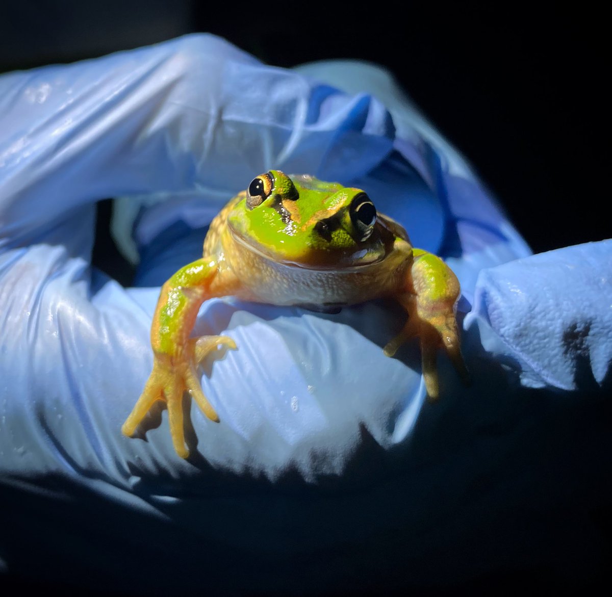 Growler by name, smiler by nature. 
#happyfrog