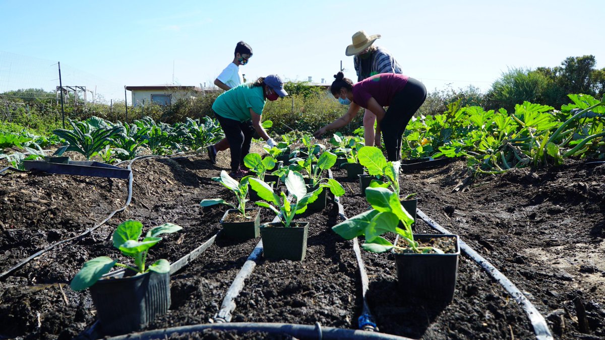 CJAOurPower's tweet photo. #NoShade: Save The North Richmond Farm
CJA member @UrbanTilth's dreams of growing a healthy, community driven vision for positive development in North Richmond is being threatened by a massive development project by @PanattoniTweets.

More info: https://t.co/xgLtnV7EOG https://t.co/babzgGwg2z