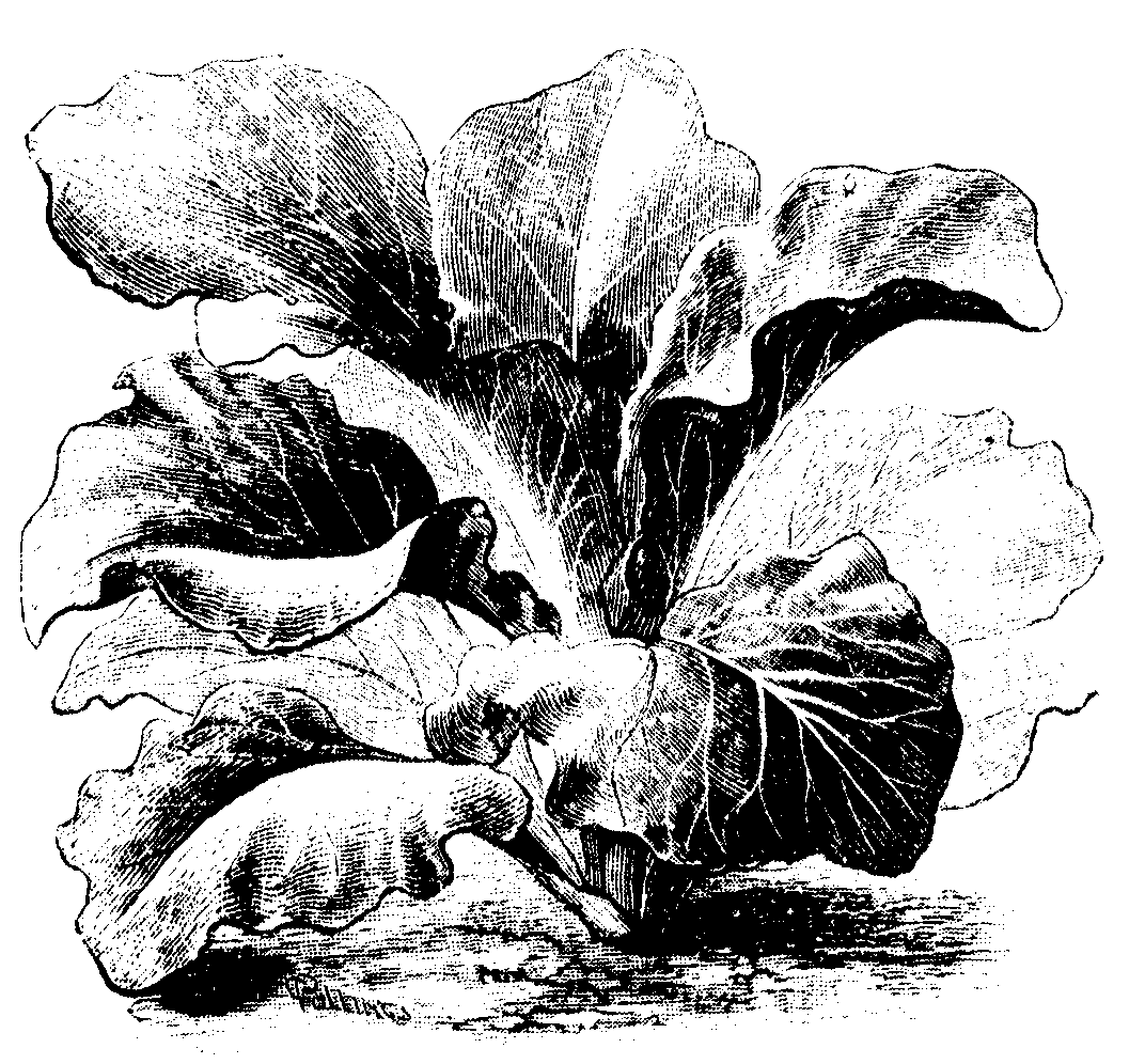 emcbot1's tweet photo. EMC_Phase2:clipart/iff/natural/flowers/lotsof/flowersi-l/flowerk01.iff  #Plant #Petal #Flower #Art #Painting #FloweringPlant #Illustration #Drawing #HerbaceousPlant #Monochrome https://t.co/jRgl2tCuNb