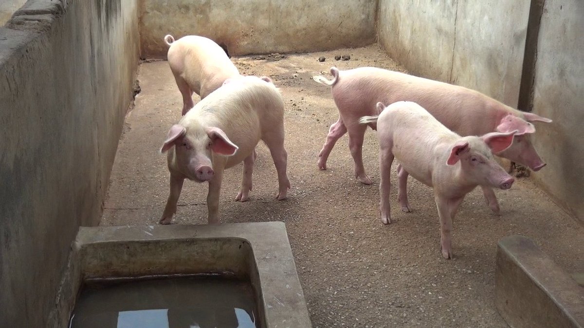 FAOauTogo's tweet photo. La promotion des espèces à cycle de reproduction court tel que le porc peut contribuer à réduire le déficit en production carnée dans le pays. 6 sessions de formation sur l'élevage porcin ont porté sur l'habitat, l'alimentation, et la biosécurité, pour des élevages réussis https://t.co/MEVcFiy08v