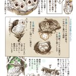 フクロウのヒナが地面にぽつんといるのを見かけても保護するのは良くない？!覚えておきたい知識!