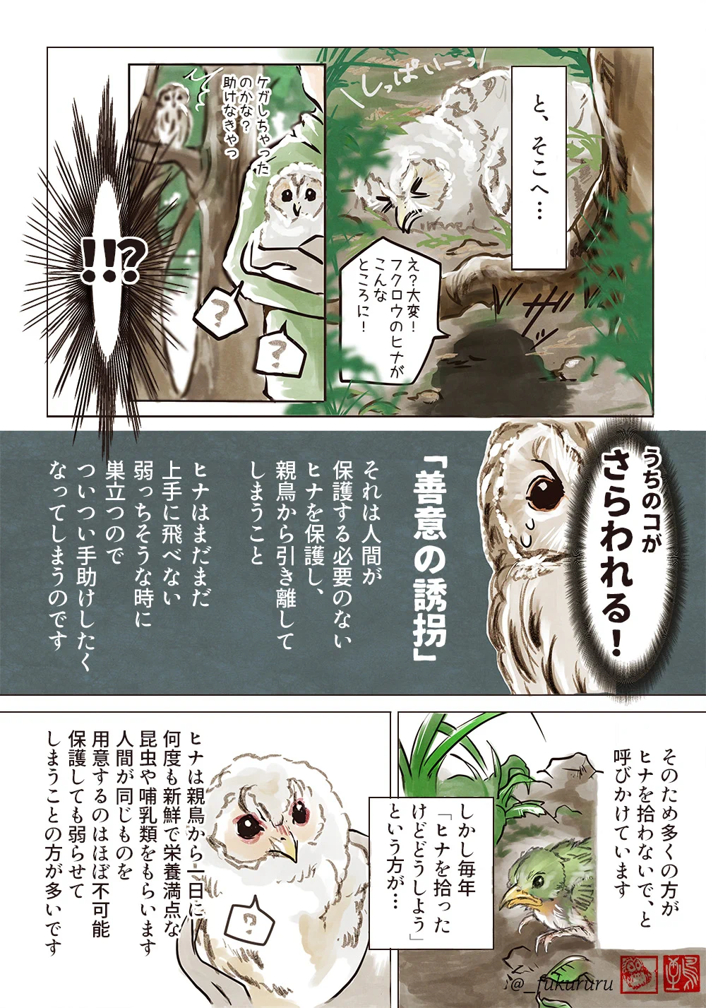 フクロウのヒナが地面にぽつんといるのを見かけても保護するのは良くない？！覚えておきたい知識！
