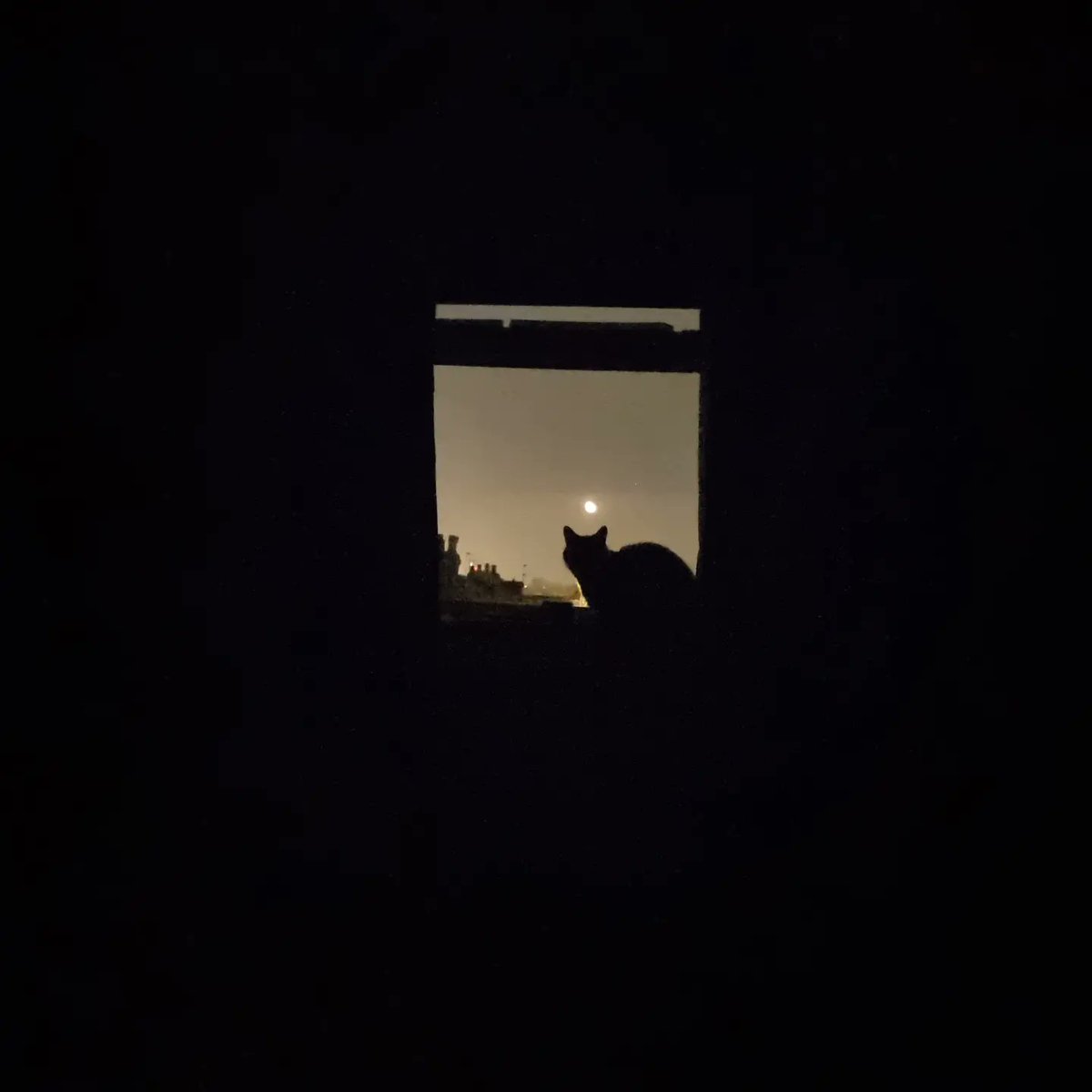 ie_create's tweet photo. ji Photography #moon #CatsOfTwitter #nightphotography #photoart #photography #PhotographyIsArt https://t.co/KGVghl7KNf
