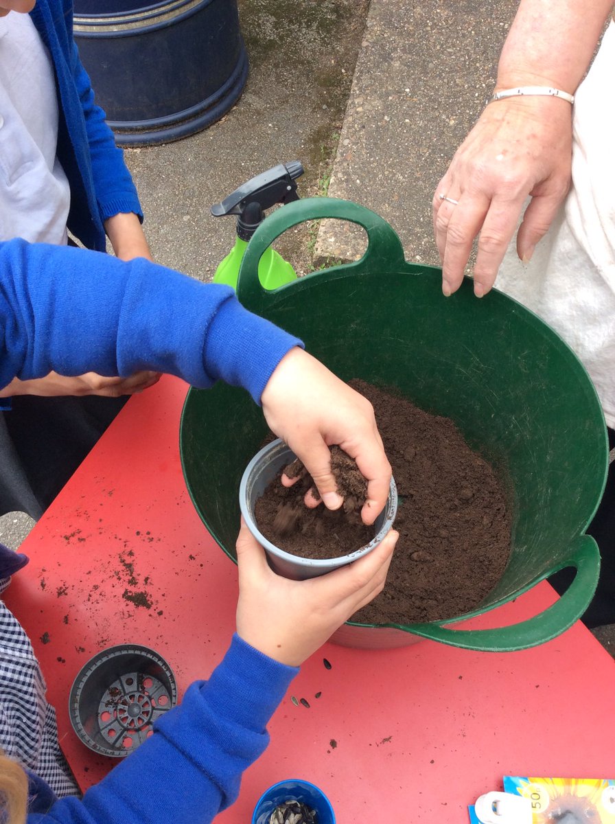 BradwayY2's tweet photo. Planting sunflower seeds in Year 2 as part of or science topic on ‘Plants’ #bradway #year2 @BradwayScience https://t.co/yQTGwQyoEw