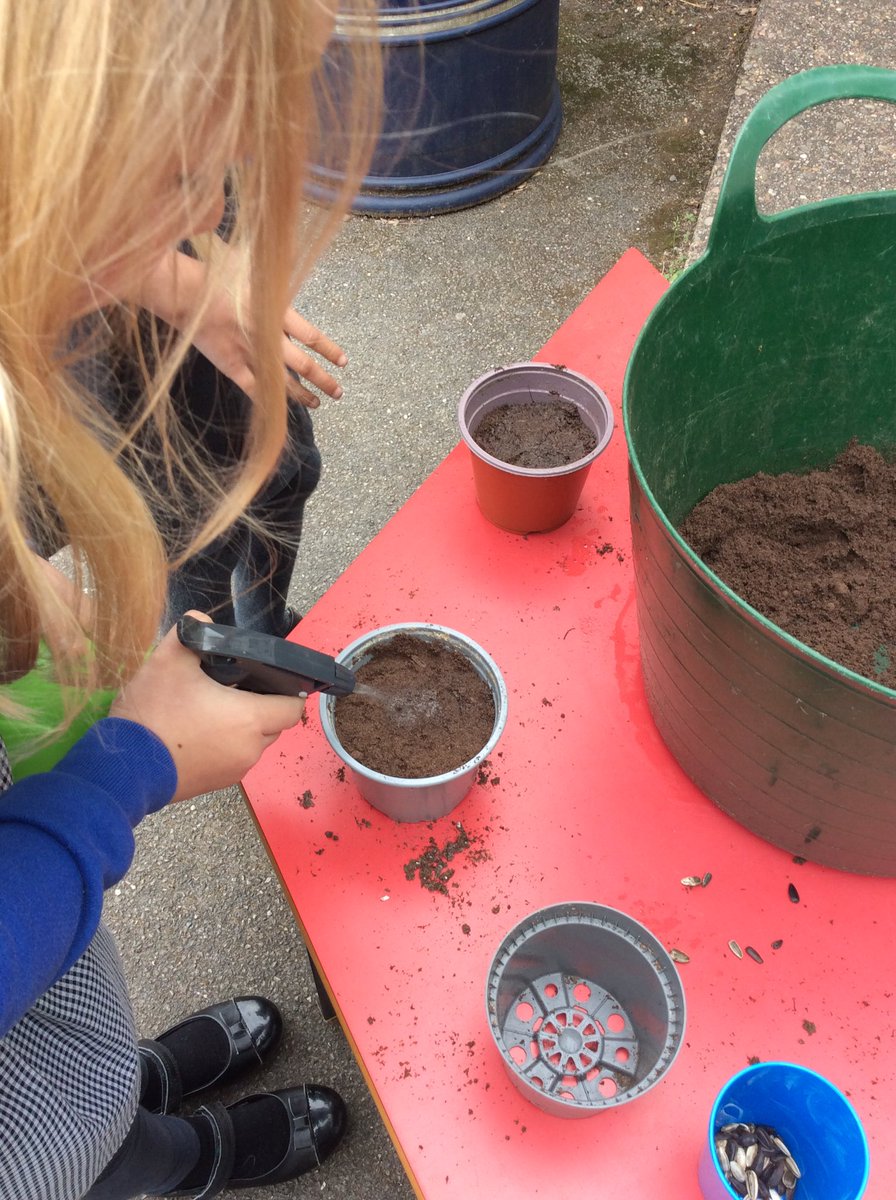 BradwayY2's tweet photo. Planting sunflower seeds in Year 2 as part of or science topic on ‘Plants’ #bradway #year2 @BradwayScience https://t.co/yQTGwQyoEw