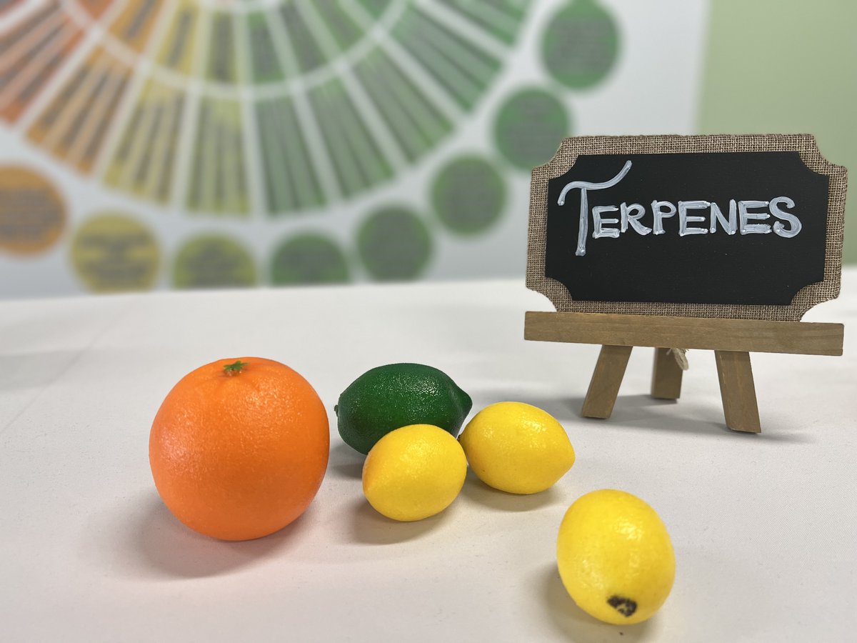 TerraLeafWV's tweet photo. Limonene is the terpene of the week! ππ#TerpeneTuesday #Limonene #Terps #Educate #medicateresponsibly https://t.co/0yrrJ76sTp