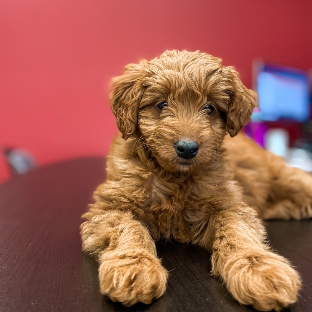 Proud to introduce the newest member of the Kennedy team, Pickles! While Pickles isn't quite up-to-speed on her insurance knowledge yet, she's fully certified in cuddles. She will be in the office most days, so come visit! #KennedyInsuranceAgency