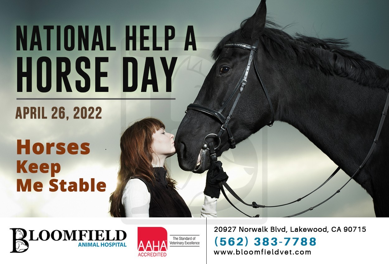 Bloomfield Animal Hospital on Twitter "National Help A Horse Day