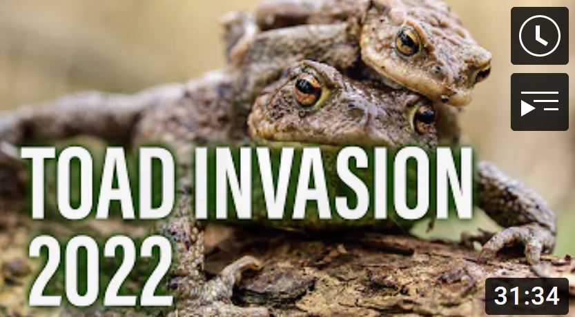 froglifers's tweet photo. Big thanks to Riaz & Imtiaz from 'Bradford Through the Lens' who put together this fantastic video showing our #ToadPatrollers doing what they do best at 3 separate patrols in #Keighley! https://t.co/KEWZIkQBSM Want to know more about #ToadsOnRoads? Visit: https://t.co/UNGjvaF9Qg https://t.co/4j3xNliMso
