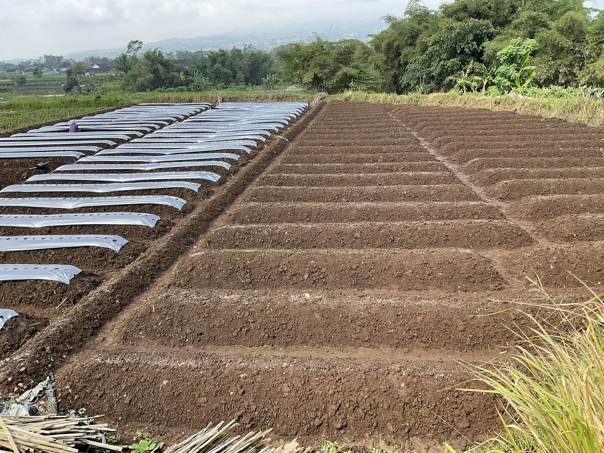 Krn banyak yg reques dari folowers untuk membuat ulasan tanam cabe dari fase olah lahan sampai selesai panen, maka dng ini sy memutuskan untu membuat ulasan budidaya cabe. Sy akan upload foto setiap 3hari sekali (jika lg senggang) spy anda bs ikut mengamati step by step.

THREAD
