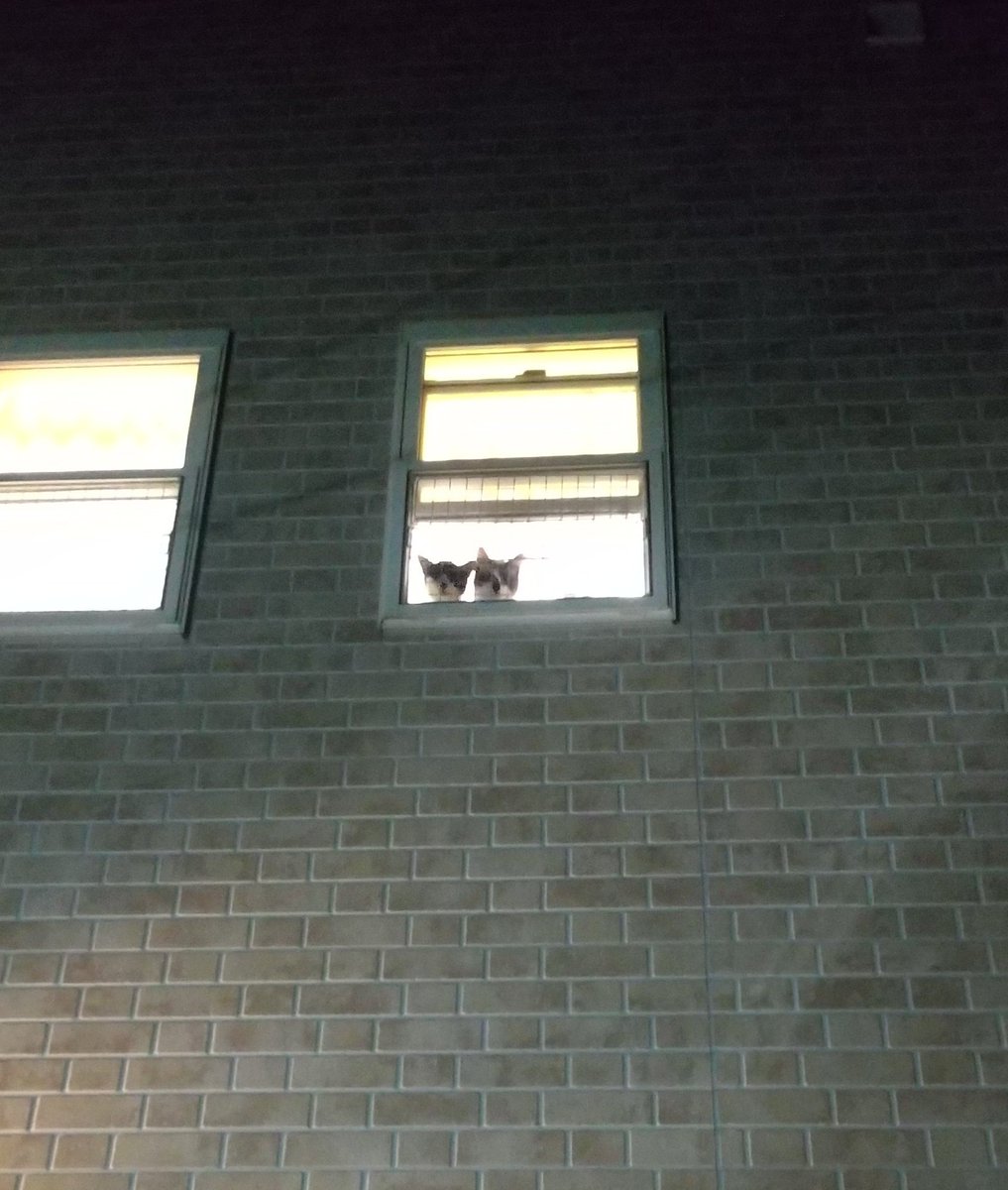 TranslatedCats's tweet photo. Even if you come home tired, if you can see this from outside the house, you will be exhausted. https://t.co/DuW32EOGOY