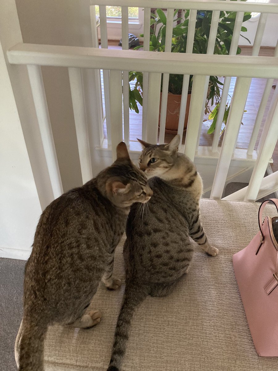 2Kitlings's tweet image. Happy Birthday to the Biggs and Baby Smalls Kitling. They are 3 today!