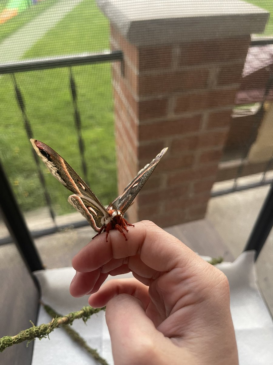 Sierra570's tweet image. I had some early hatchers. #cecropiamoth #moth #mothmom