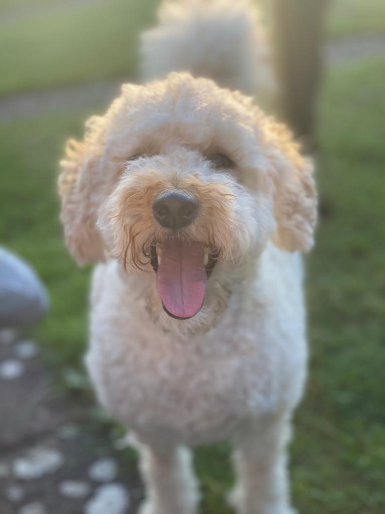 Creative_repro's tweet photo. Meet the CreativeRepro Team- last but definitely not least, this is Ruby and Buddy the most important members of our team. They can often be found in the office supervising and sniffing out snacks 🐕 🐶 🐩 https://t.co/VxnTa2IpIq