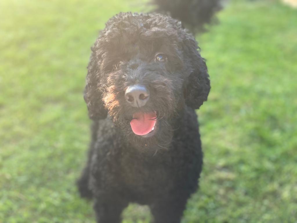 Creative_repro's tweet photo. Meet the CreativeRepro Team- last but definitely not least, this is Ruby and Buddy the most important members of our team. They can often be found in the office supervising and sniffing out snacks 🐕 🐶 🐩 https://t.co/VxnTa2IpIq