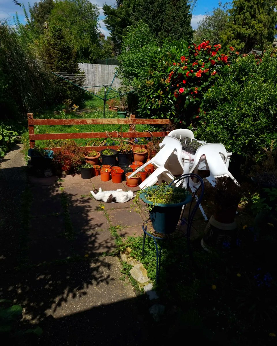ScaredyCatCW's tweet photo. It's a nice day here in #SW19 +15 C 🌞 ... I'm sunning myself on the patio and doing a bit of #catadmin with #MissKaarlo ....😺😺🌸🌿🌺🌿🌸🌺 #Scaredy #CatsOfTwitter @liinakaro11 https://t.co/N6lb3uMPDR