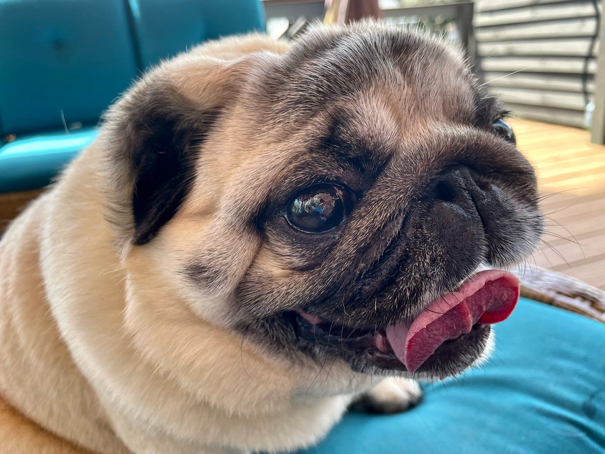 Hey everyone! It is time for #tongueouttuesday!

#tot #scribblepugtot #sallypughugs #lovefromleota 
#puglife #pug #pugs #pugsofinstagram #dogsoftwitter #pittsburghpug #dogsofpittsburgh #dogsoftheburgh