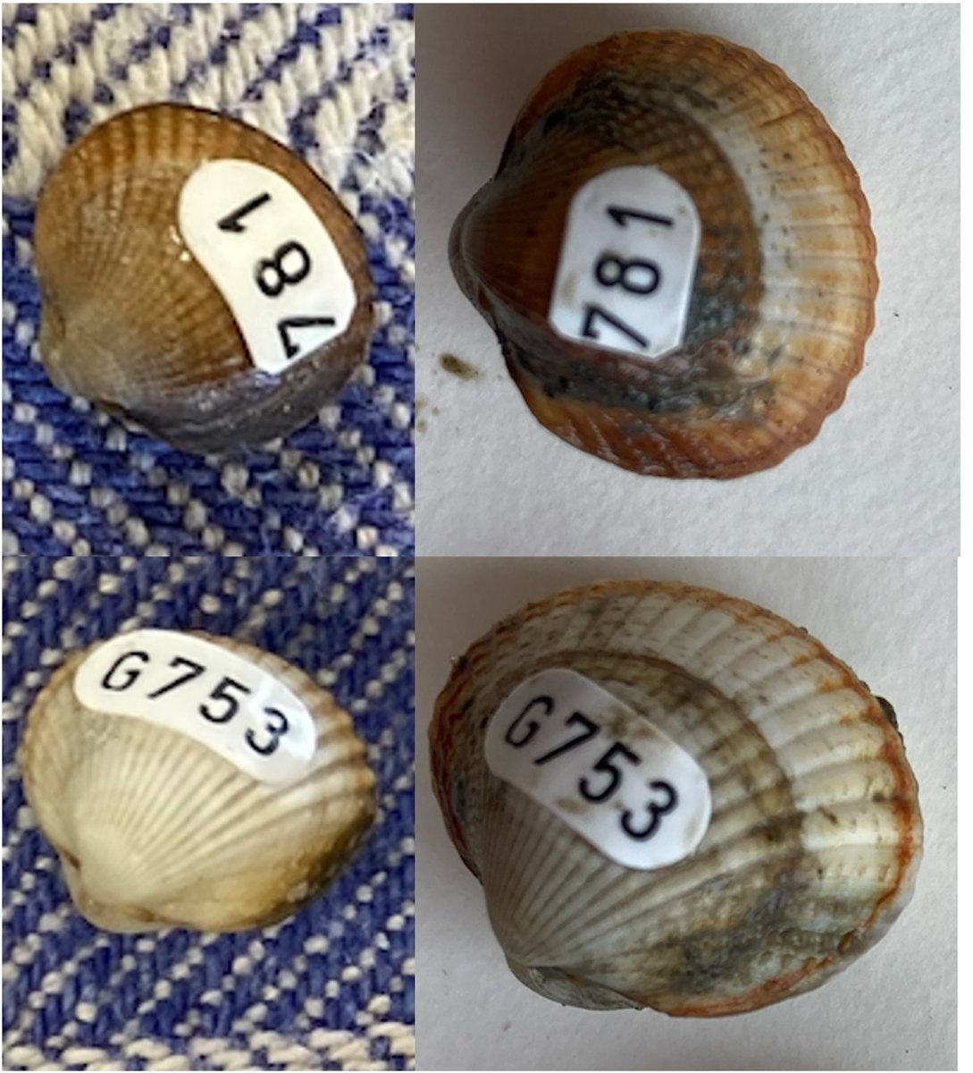 NielsJdeWinter's tweet photo. Another two awesome field days @NIOZnieuws with Barbara and Rob monitoring and expanding our #bivalve growth setup. We got nice growth on our #cockle specimens (pic shows before -> after) and prepared our intertidal station for monitoring growth on the #Waddenzee #tidal #flat https://t.co/WMBcvcrRmT