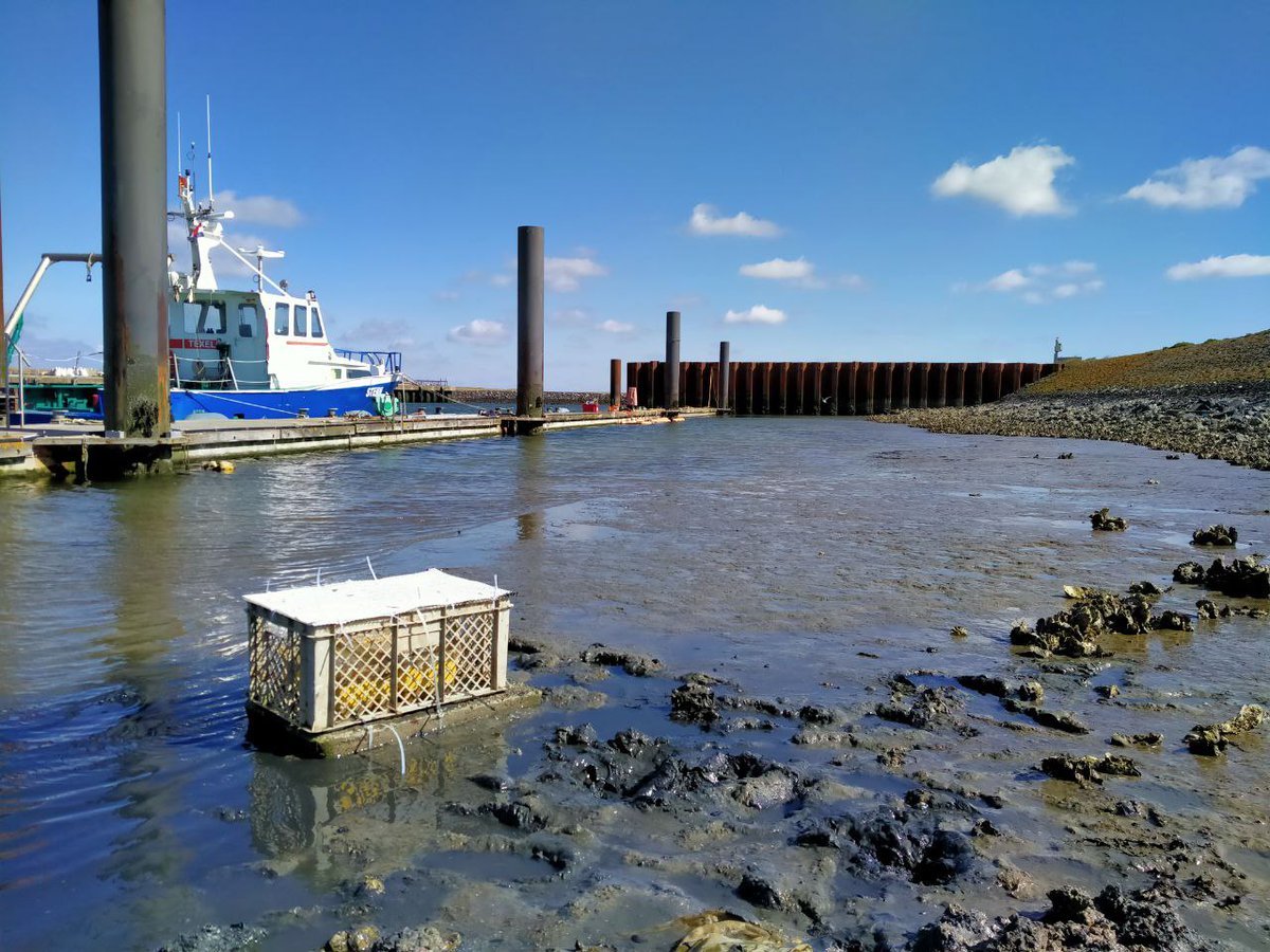 NielsJdeWinter's tweet photo. Another two awesome field days @NIOZnieuws with Barbara and Rob monitoring and expanding our #bivalve growth setup. We got nice growth on our #cockle specimens (pic shows before -> after) and prepared our intertidal station for monitoring growth on the #Waddenzee #tidal #flat https://t.co/WMBcvcrRmT