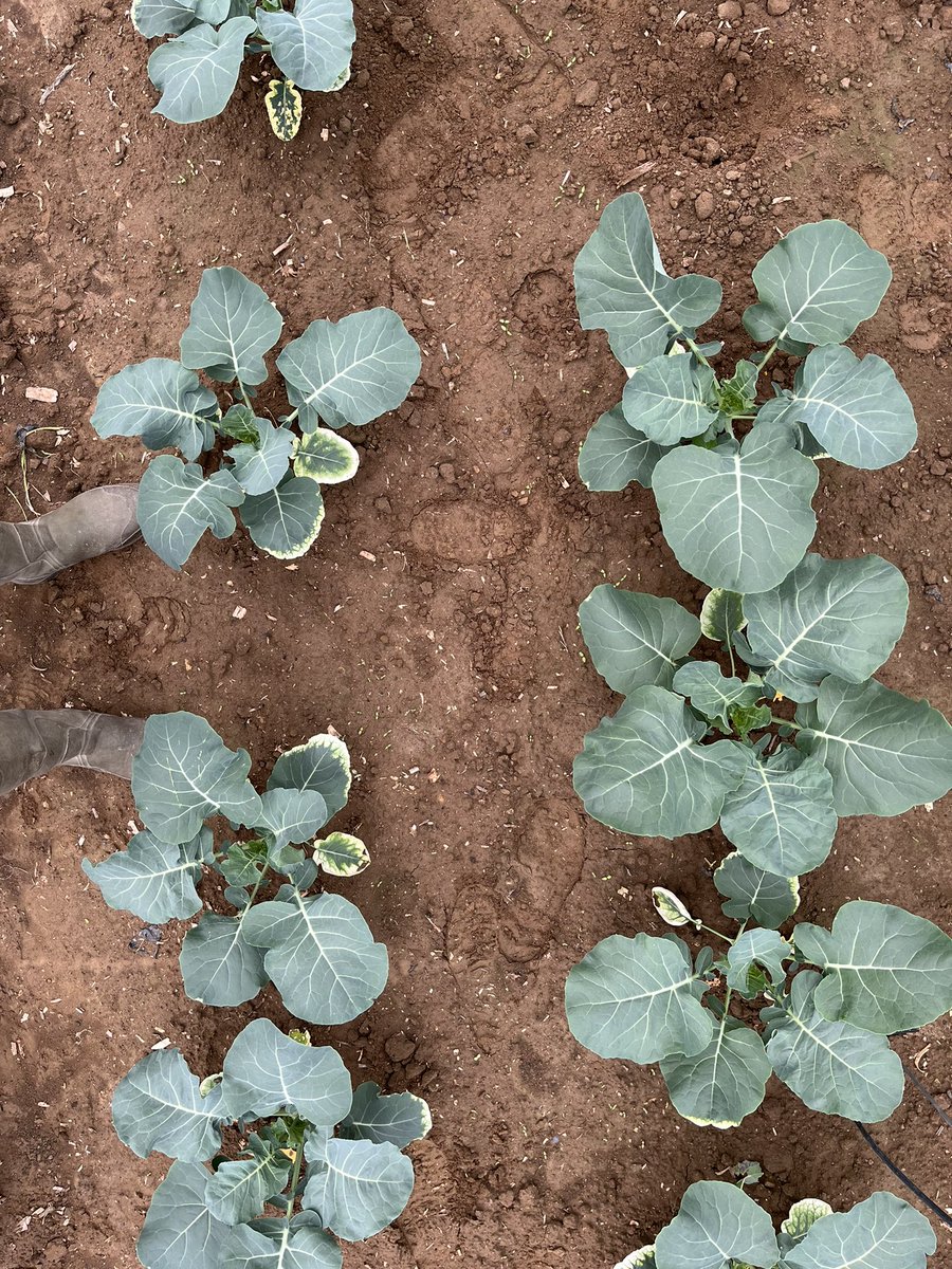 Mougel_Christ's tweet photo. Prélèvements de Brocolis dans le cadre @CLIMATVEG par les partenaires bretons @Cate29250 @GLeFloch29 #LUBEM @Mougel_Christ @ChristopheLgE @UMR_IGEPP en lien avec @_Ctifl #microbiome pour adaptation #plantes aux #changementclimatique réduction ☔️ https://t.co/IoIKlu8NiY