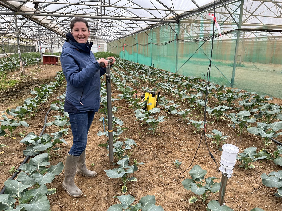 Mougel_Christ's tweet photo. Prélèvements de Brocolis dans le cadre @CLIMATVEG par les partenaires bretons @Cate29250 @GLeFloch29 #LUBEM @Mougel_Christ @ChristopheLgE @UMR_IGEPP en lien avec @_Ctifl #microbiome pour adaptation #plantes aux #changementclimatique réduction ☔️ https://t.co/IoIKlu8NiY