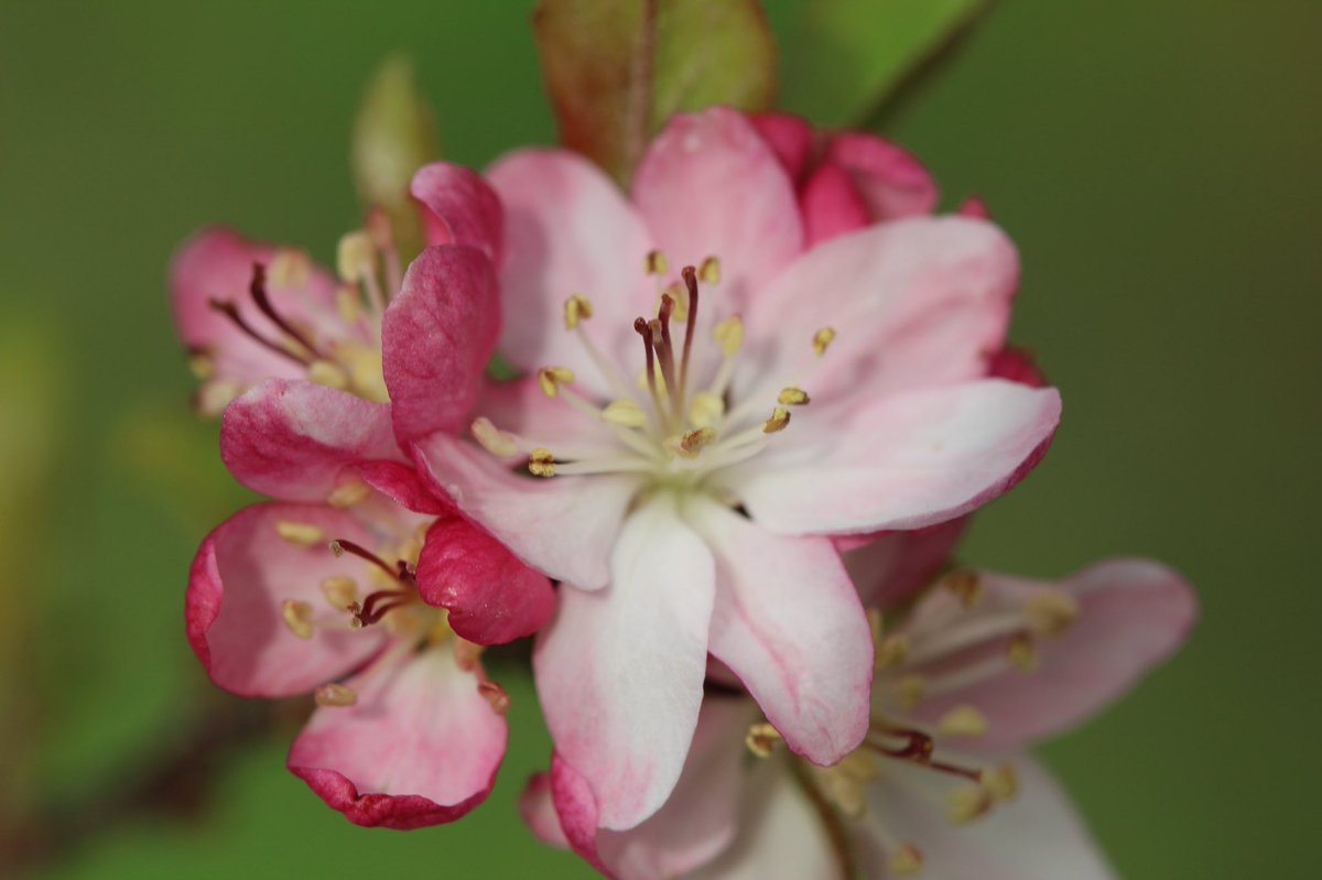 Timfestation's tweet photo. 🌸 🌺 #Flowers #flower #photography #flora #macrophotography #photo https://t.co/E65PPQspDG