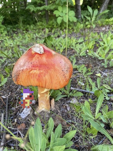 💫 🦖 #rawr 🦖 💫