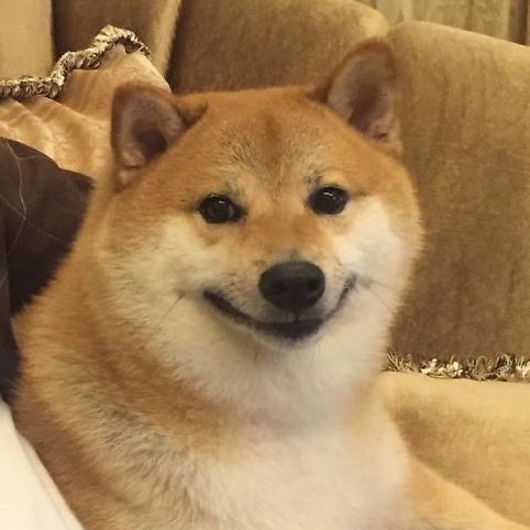 Pythadoge ✞🇻🇦 tweet media