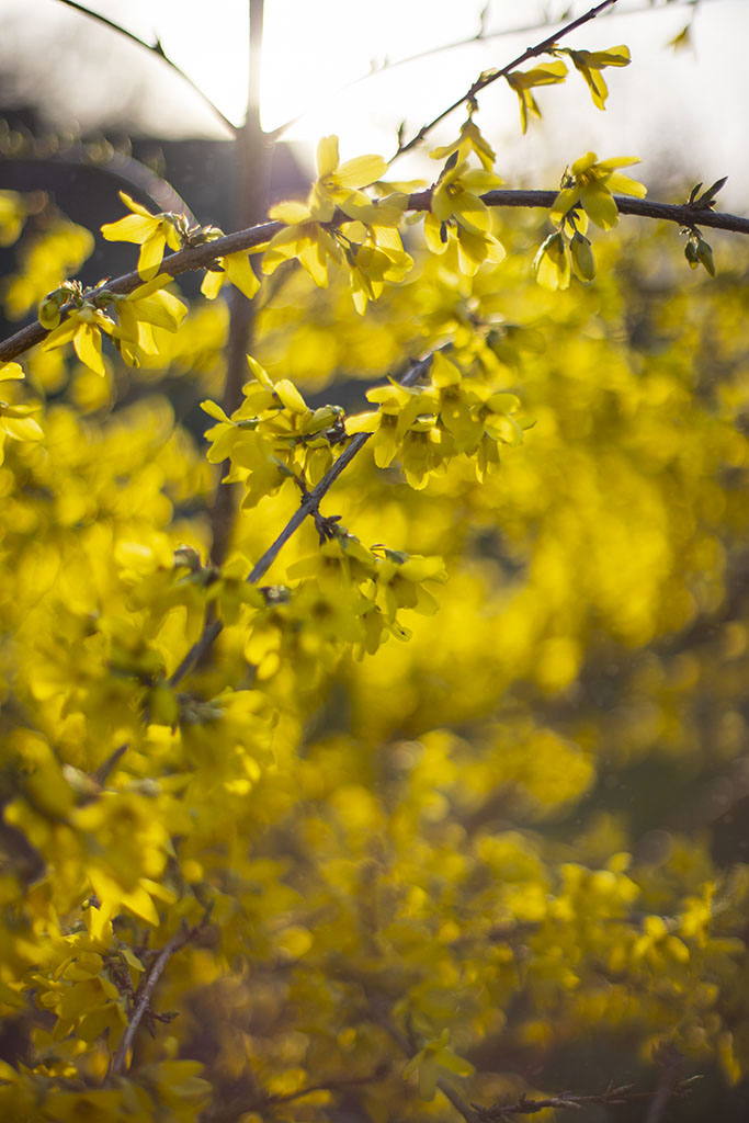 Що ви знаєте про форзицію? Я знайшла кілька фактів vzdulska.site/forzytsiia/