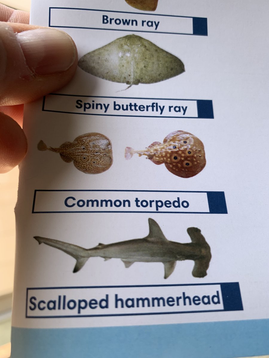 Shark_Guardian's tweet photo. @SeafoodExpo_GL Also the government of Mauritania (booth 4B301) is shamelessly promoting bottom trawling (whilst claiming the Mauritanian fisherfolk are "concerned about the ecosystems they exploit"), as well as the catching of #hammerhead #sharks. Unbelievable!
#BanSharkFin
#STOPBOTTOMTRAWLING https://t.co/py57a6lFIC