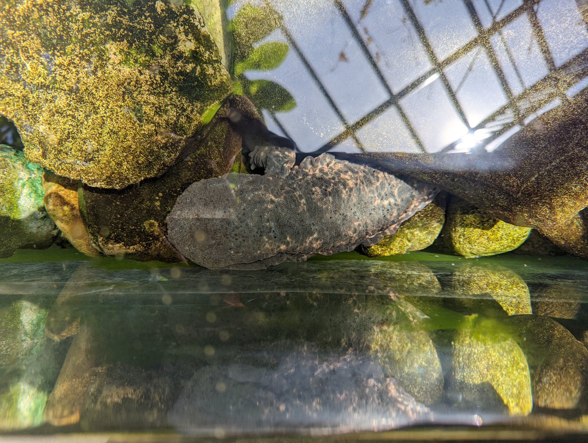 VLMuseum's tweet photo. Can you name this amphibian? #AmphibianWeek #Amphibian #VALivingMuseum https://t.co/rtJldnB5fA