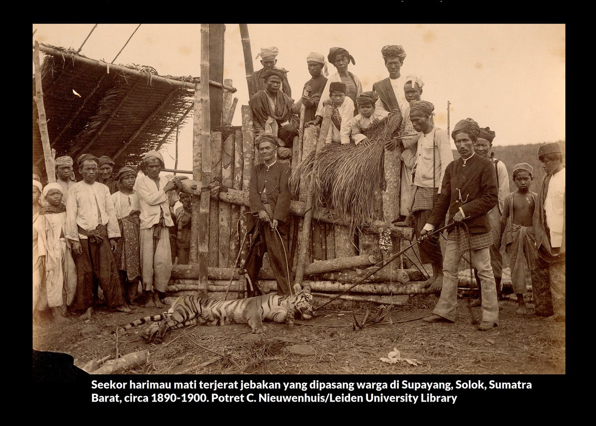 potretlawas's tweet photo. Seabad lebih berlalu, namun kaum harimau tak juga belajar. Salah mereka sendiri, bukan?

Kiri: Tiga ekor harimau Sumatra mati terjerat kawat baja di sekitar kebun sawit di Peunaron, Aceh Timur Minggu lalu.

Kanan: Satwa serupa mati dijebak warga di Supayang, Solok akhir abad 19. https://t.co/bLjrhfCBWX