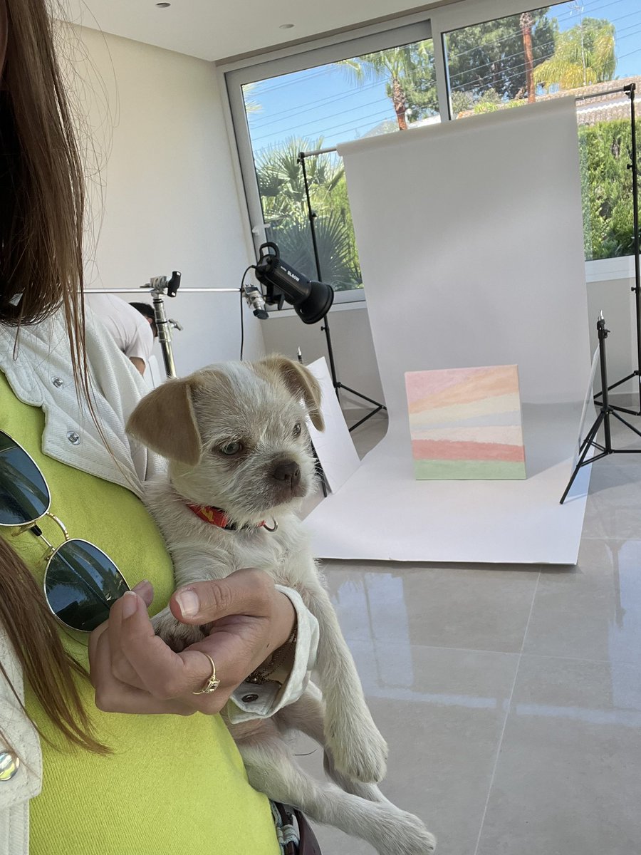 carmenpovedda's tweet photo. Our assistant today at the photoshoot 🐶 #DigitalMarketing #shooting https://t.co/m1G539bs86