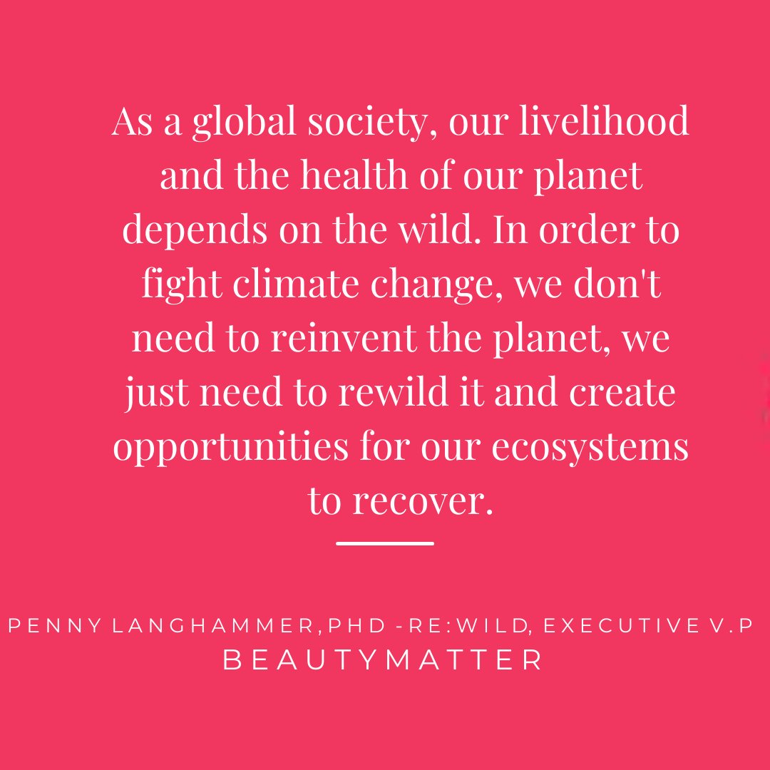 TheRedTreeTRT's tweet image. &quot;Regenerative practices have become the upper echelon of sustainability practices&quot; 

Discover @yslbeauty&apos;s forward-thinking partnership with @rewild and their impressive sustainability targets in @BeautyMatter&apos;s recent article found here: ow.ly/IOkP50ISasC