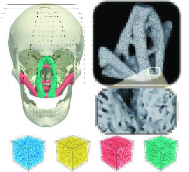 New bio-inspired microstructures pave way for 3D printed bone implants and jet engines - 3dprintingindustry.com/news/new-bio-i… - #3dprinting #research <a href="/Princeton/">Princeton University</a>