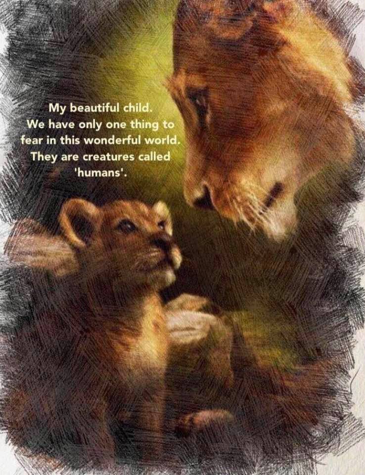 CagesFree's tweet photo. We have only one thing to fear in this wonderful world. They are creatures called humans.
#banCanHunting #bantrophyhunting #bancubpetting
https://t.co/bfw9abnb6d
@Catlord568 https://t.co/hdKVMOrUXa