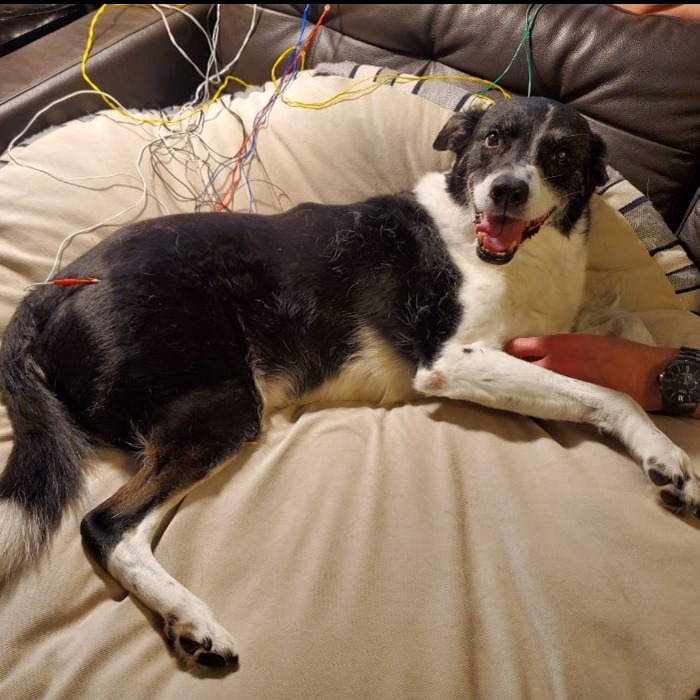 dfwpetsitting's tweet image. Check out this amazing vet who helps pets by combining Western and Eastern medicine wfy.ai/3vgRtyt #dfwpetsitting #petacupuncture