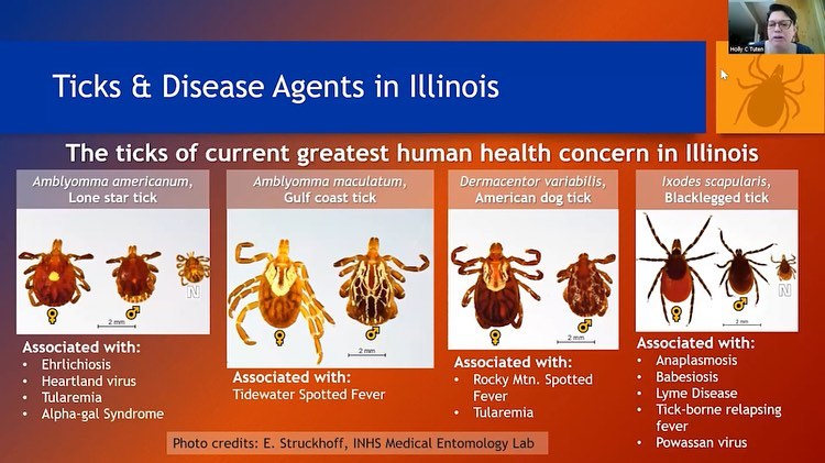 INHSillinois's tweet photo. Brush up on best practices for #tick bite prevention & identifying #Illinois' tick species, and learn about the #INHS #MedEntLab's statewide tick surveillance program w/ this @ILextension talk by @VectorCollector!
▶️ https://t.co/TbuuTBTIaY
@cmst232 @UofIResearch #TickTuesday https://t.co/HOmuumkEQj